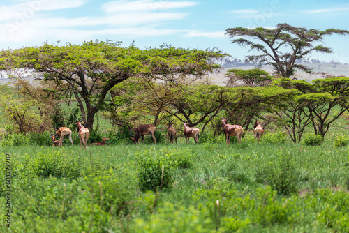 Swayne's Hartebeest, Alcelaphus buselaphus swaynei antelope, Senkelle Sanctuary Ethiopia wildlife photo