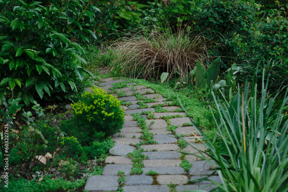Obraz premium Concept Landscaping of the garden. Green lawn lit by sunlight in park with evergreen brushes with stone file path pedestrian sidewalk. Backyard in spring or summer. No people.