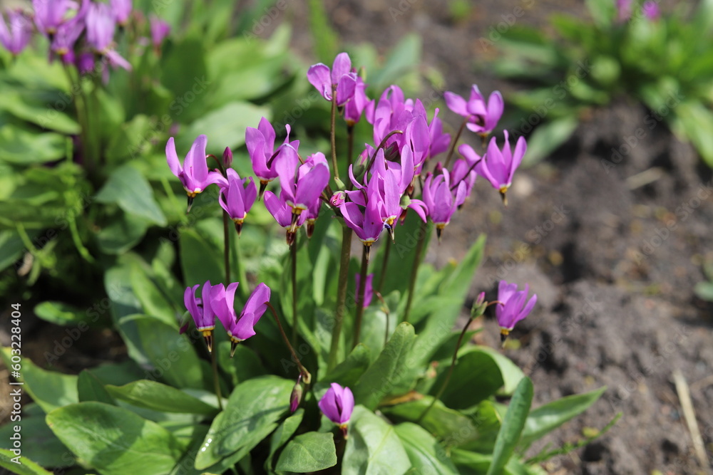 Dodecatheon pulchellum. Shooting Star in spring garden. Dodecatheon pulchellum. Shooting Star in spring garden.
