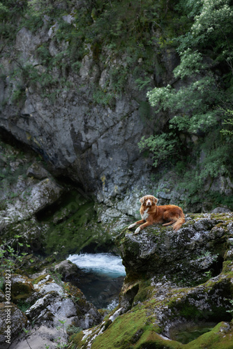 the dog lies on the rock. Nova Scotia duck tolling retriever in nature, on a waterfall. Beautiful pet on the background of the landscape