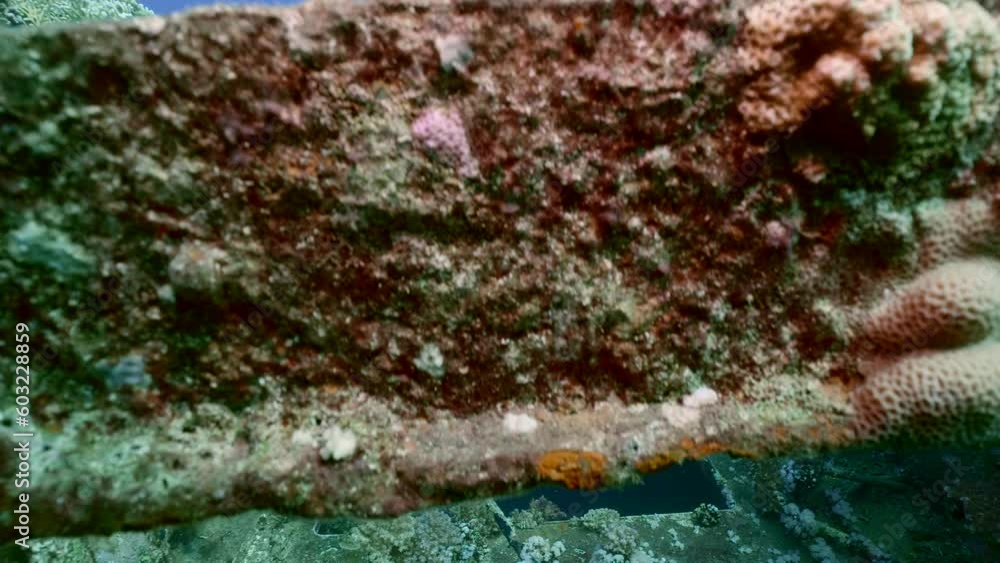 Deck grown with corals of ferry Salem Express shipwreck on blue water background, Slow motion Deck grown with corals of ferry Salem Express shipwreck on blue water background, Slow motion