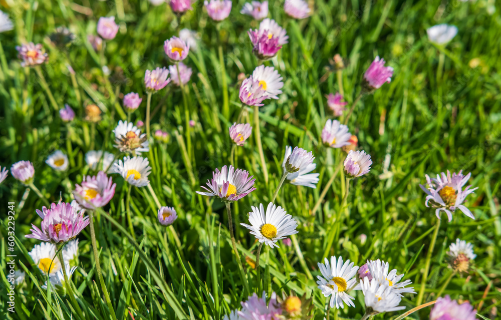 Flowering of daisies. Daisies, Wild daisy flowers growing on meadow, white chamomiles on green grass background