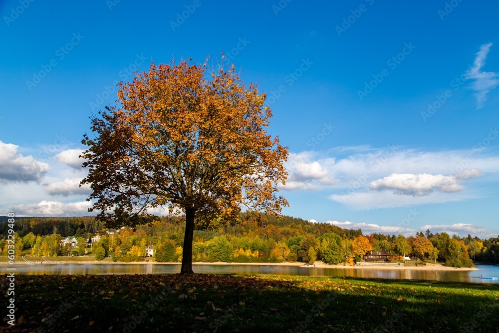 tree in the landscape