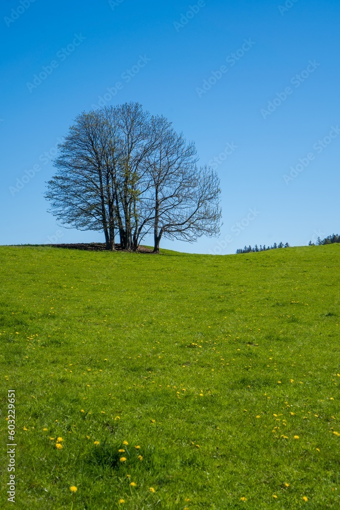 Obraz premium tree in the landscape