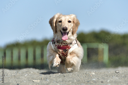 砂浜を元気よく走る犬