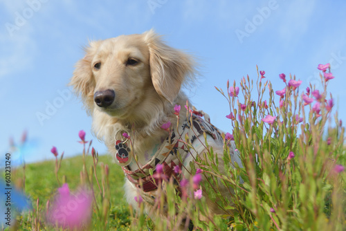 草原の中の犬