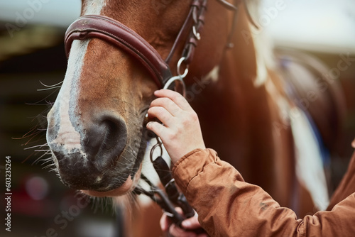 Horse, hand prepare and nose of a racing animal outdoor with woman ready to start training. Horses, countryside and pet of a female person holding onto rein for riding and equestrian sport exercise © Adene S/peopleimages.com