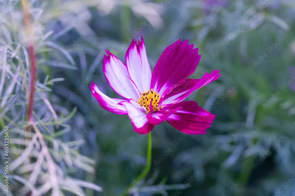 Beautiful Cosmos flowers in garden. Nature background. Beautiful Cosmos flowers in garden. Nature background.