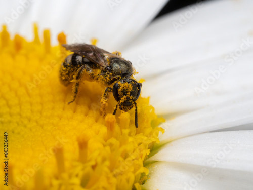 P7200349 close-up of female sweat bee, Lasioglossum, covered in pollen, cECP 2022