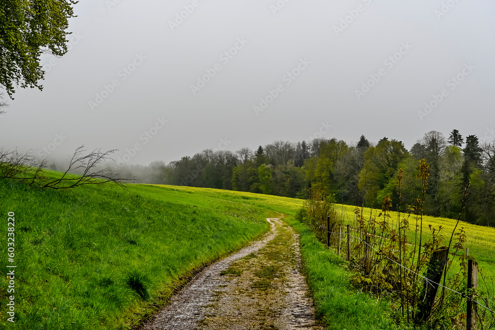 Obraz premium Mariastein, Metzerlen, Wald, Waldweg, Wanderweg, Aussichtspunkt, Landskronberg, Landskorn, Ruine, Burg, Frühling, Morgennebel, Nebel, Schweiz