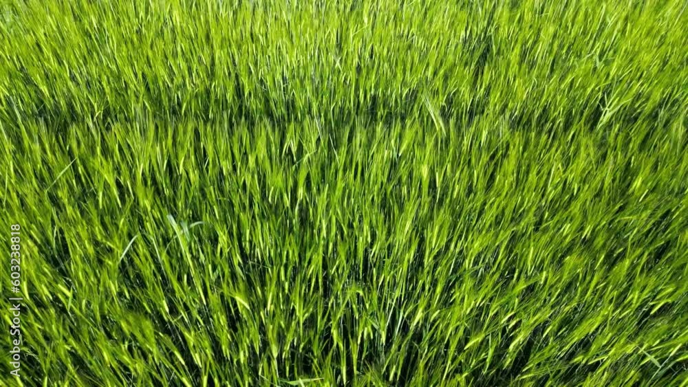 Wheat field shooting in wide field with drone. 4K 60Fps Video. Grassland harvest sky landscape Wheat field shooting in wide field with drone. 4K 60Fps Video. Grassland harvest sky landscape