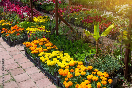 Yellow and orange Tagetes marigold flowers in boxes for sale in plant nursery