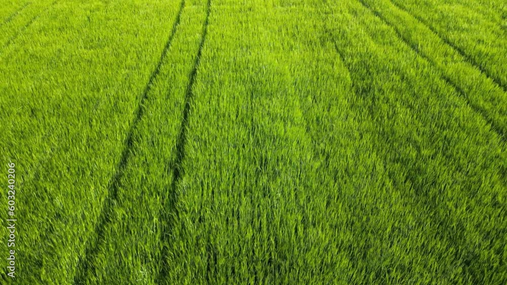 Wheat field shooting in wide field with drone. 4K 60Fps Video. Grassland harvest sky landscape Wheat field shooting in wide field with drone. 4K 60Fps Video. Grassland harvest sky landscape