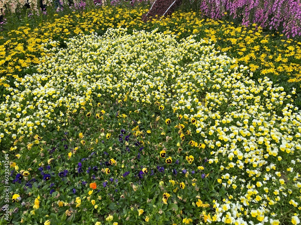 Obraz premium field of yellow flowers
