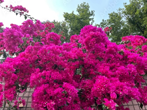 reddish purple flower tree