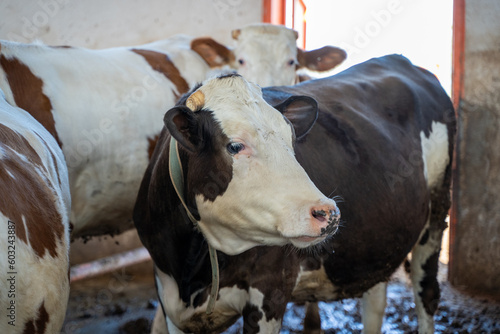 Dairy cattle in dairy farm.