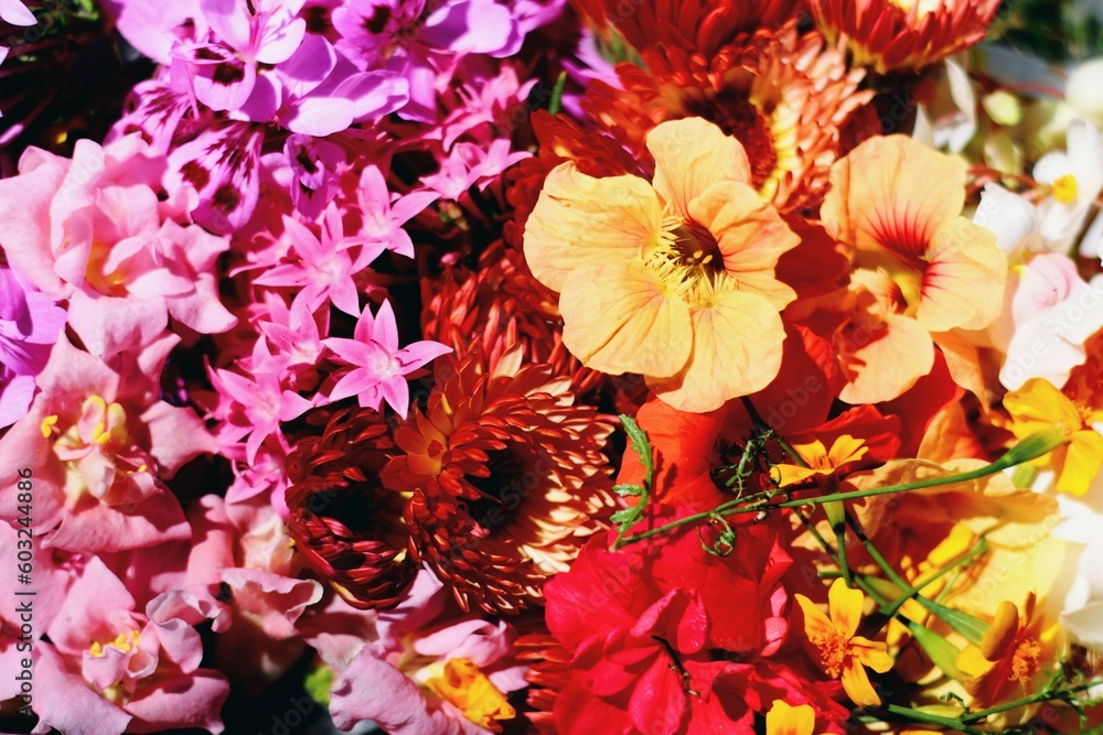 red and yellow flowers red and yellow flowers