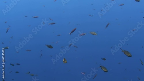 Sea life around the famous Liberty ship wreck. Underwater world of Tulamben, Bali, Indonesia. photo