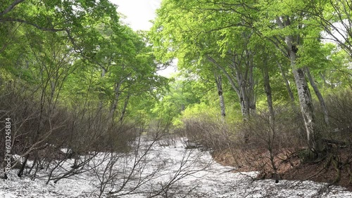 森の風景　残雪と新緑のブナの森