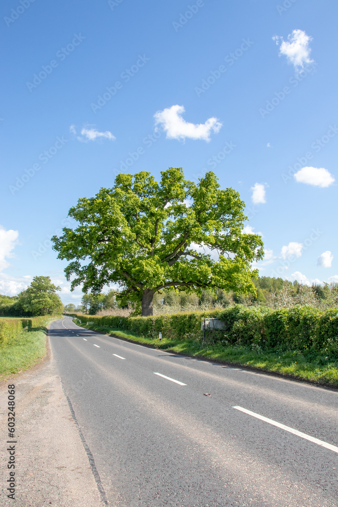 Oak tree by the roadside