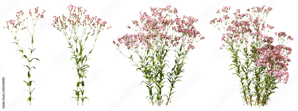 Flowers clipart for landscape design isolated background 3d rendering png Flowers clipart for landscape design isolated background 3d rendering png