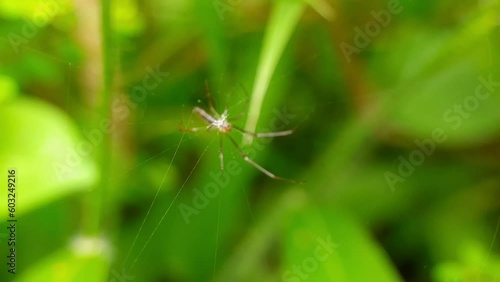 Wallpaper Mural insect on the leaf in the garden Torontodigital.ca