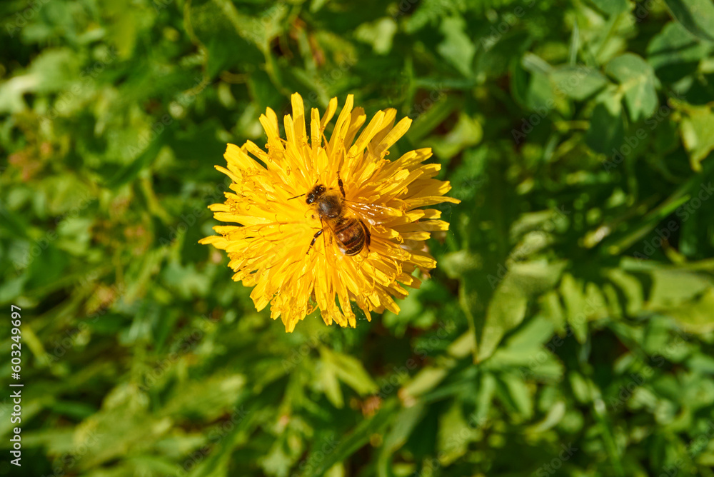 Dandelion flower with bee on green grass background Dandelion flower with bee on green grass background