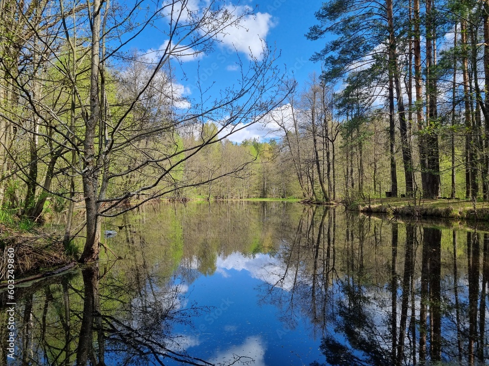 Small lake in the forest