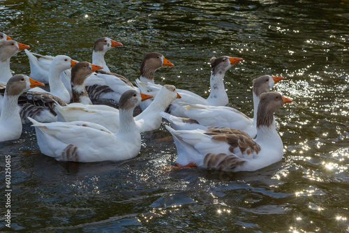 Fotografiet Domestic geese swim in the river