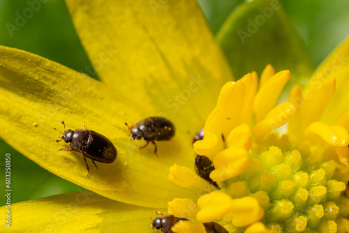 Rape beetle, meligethes aeneus on field pennycress, thlaspi arvense plant. Spring nature background. © Oleh Marchak