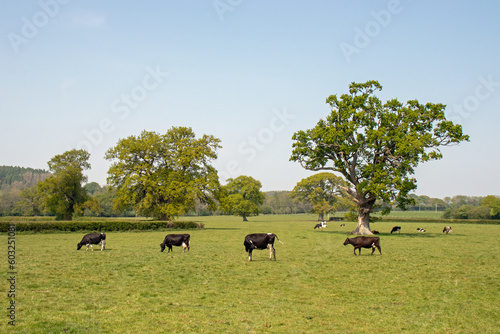 Cattle grazing amongst the old oak trees.