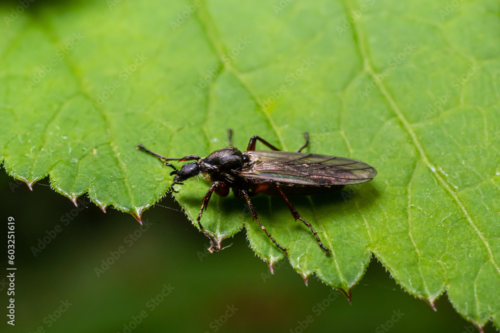 Naklejka premium Bibio marci is a fly from the family Bibionidae called March flies and lovebugs. Larvae of this insects live in soil and damaged plant roots
