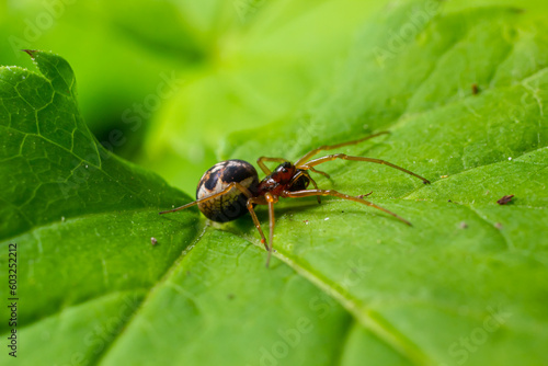 macro shot of Metellina spider on tip of green leaf, wildlife in natural environment © Oleh Marchak