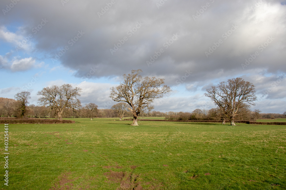 Springtime meadow with oak trees.