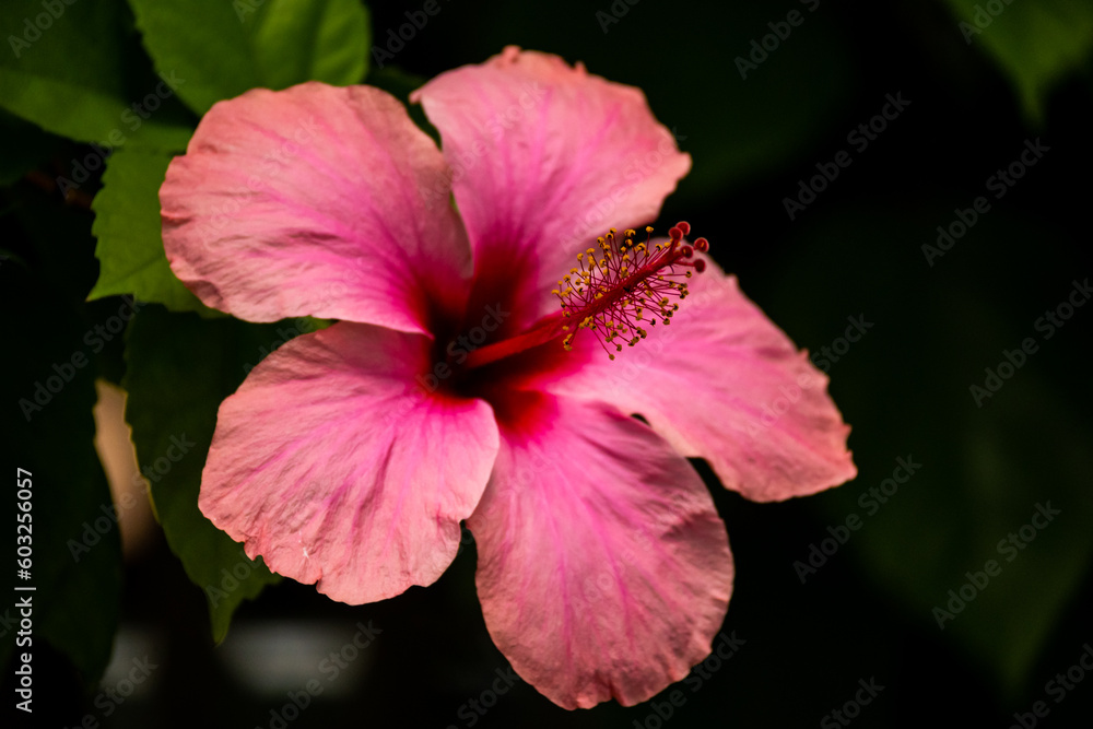 Roatan, Karibik, Honduras, Pflanzenwelt, Natur, Blumen Roatan, Karibik, Honduras, Pflanzenwelt, Natur, Blumen