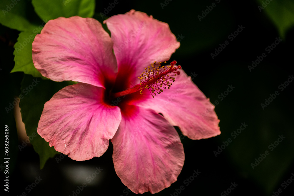 Roatan, Karibik, Honduras, Pflanzenwelt, Natur, Blumen Roatan, Karibik, Honduras, Pflanzenwelt, Natur, Blumen
