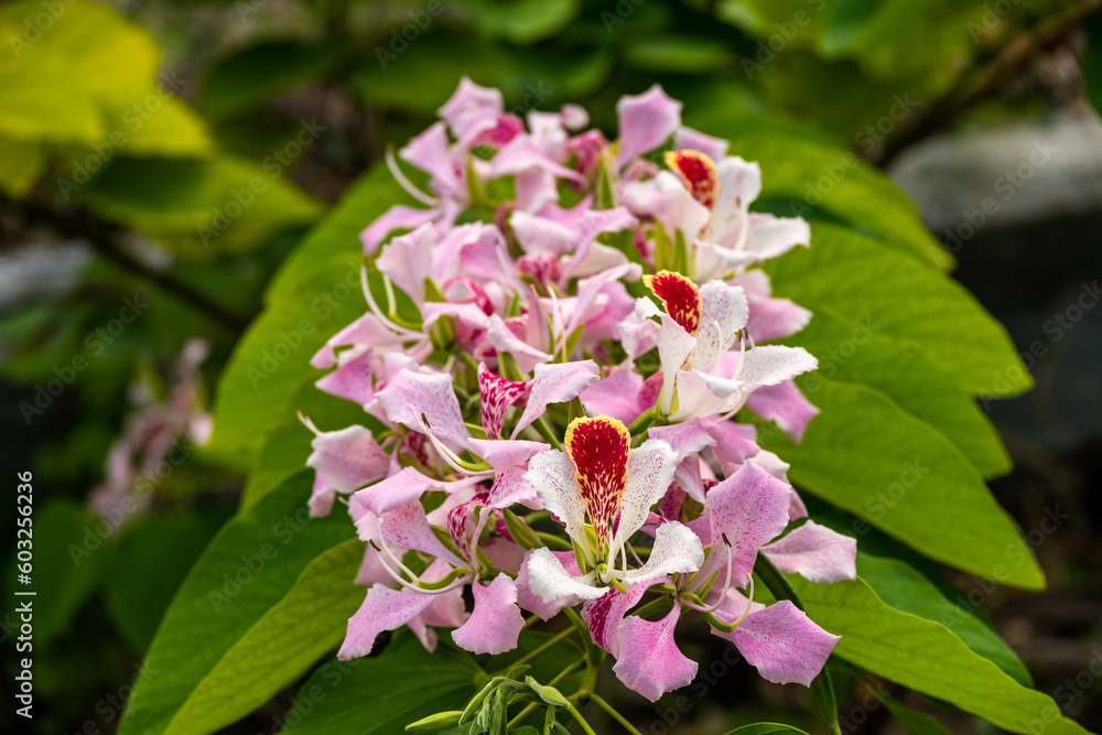 Roatan, Karibik, Honduras, Pflanzenwelt, Natur, Blumen Roatan, Karibik, Honduras, Pflanzenwelt, Natur, Blumen