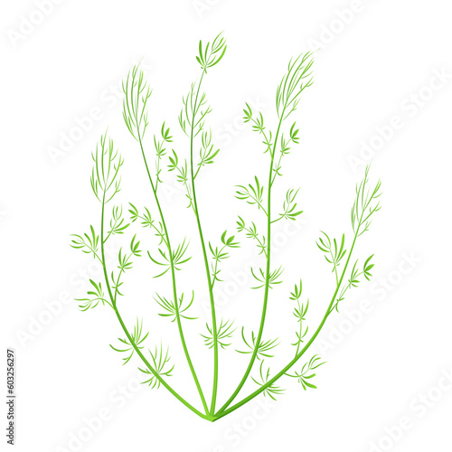 Marine green algae. Aquarium plant isolated on white background. Vector illustration hornwort