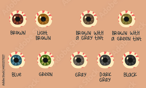 A set of multicolored human eyeballs with signed color options. Variations of the pupil of the human eyeball. Vector illustration of eye color types. Printing on paper for training or informational