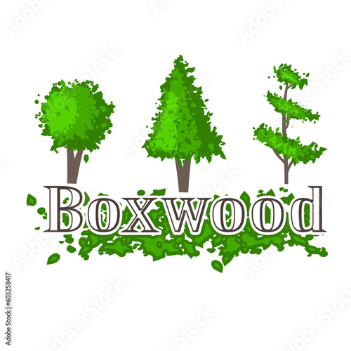 Set of boxwood plants on a white background, decorative vector illustration