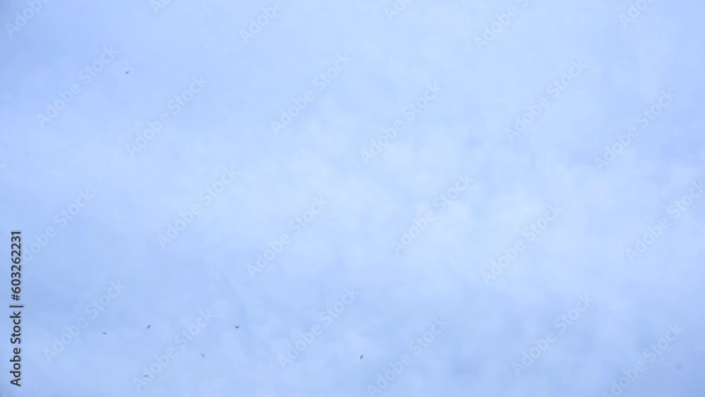 wild birds fly in the blue sky with white fluffy clouds, skies wild birds fly in the blue sky with white fluffy clouds, skies