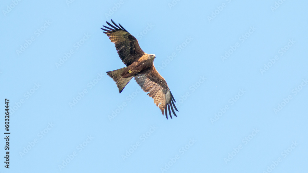 Fototapeta premium eagle in flight
