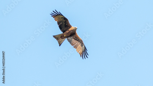 eagle in flight