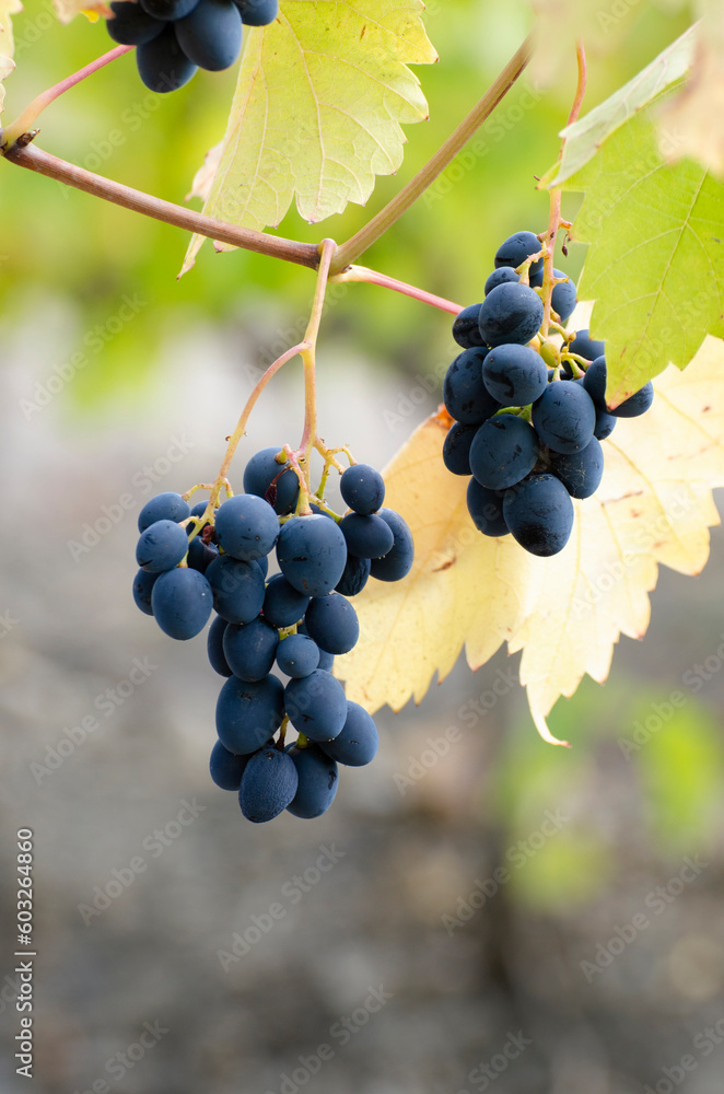 Blue grape cluster on vine closeup photo