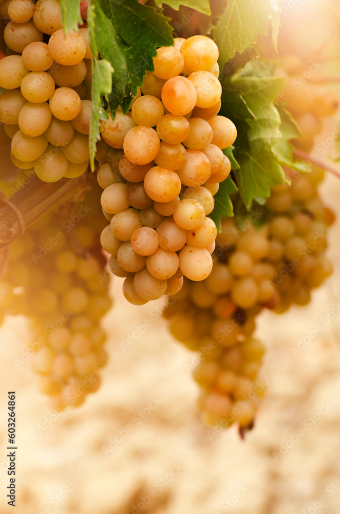 Green grapes on vine over grape leaves bright background