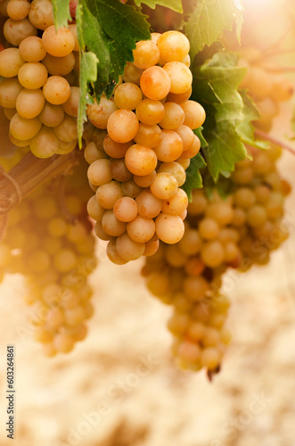 Obraz na płótnie Green grapes on vine over grape leaves bright background w salonie