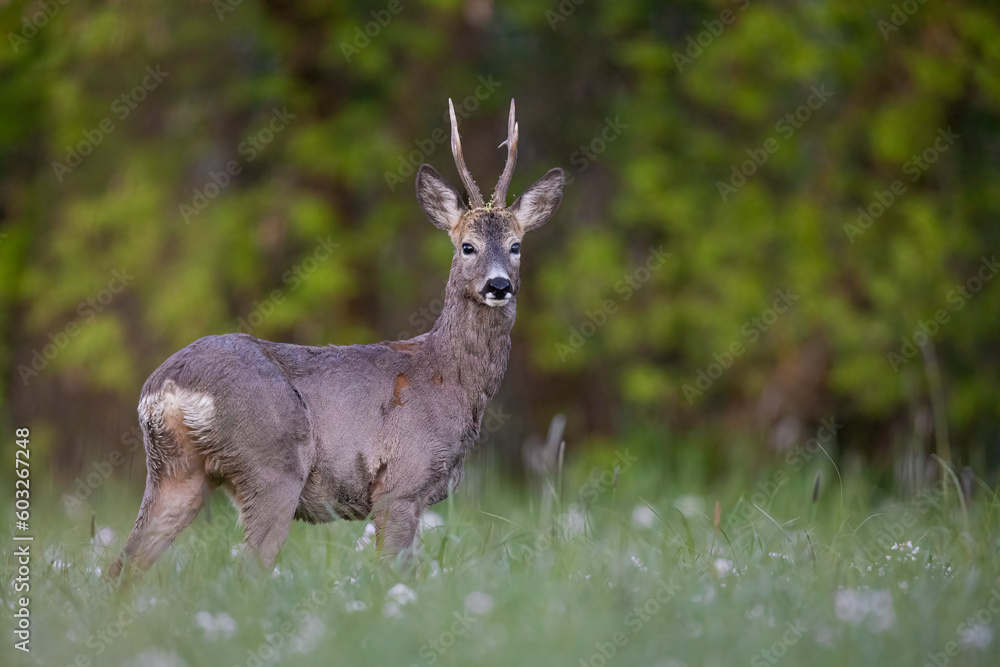 Roebuck - buck (Capreolus capreolus) Roe deer - goat Roebuck - buck (Capreolus capreolus) Roe deer - goat