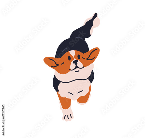 Welsh Corgi, cute small dog walking, looking up. Adorable little puppy, canine animal. Friendly sweet doggy, lovely obedient companion pup. Flat vector illustration isolated on white background