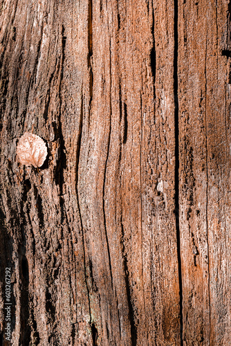 Closeup of Old Tree Bark With Plenty of Lines in Polesye Natural Resort. photo