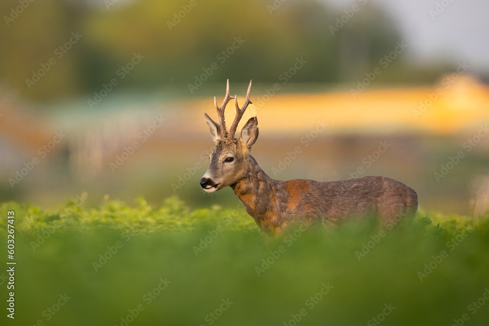 Fototapeta premium Roebuck - buck (Capreolus capreolus) Roe deer - goat